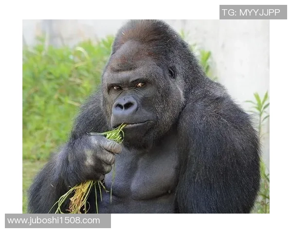 足球球星猩猩脸成热议焦点 网友调侃其神似猩猩形象引发热潮